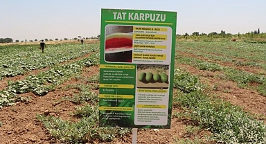 Şanlıurfa Büyükşehir Belediyesi Ata Tohumlarını Geleceğe Taşıyor