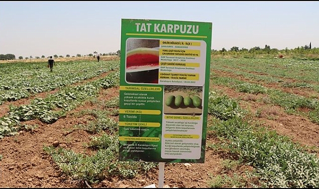 Şanlıurfa Büyükşehir Belediyesi Ata Tohumlarını Geleceğe Taşıyor