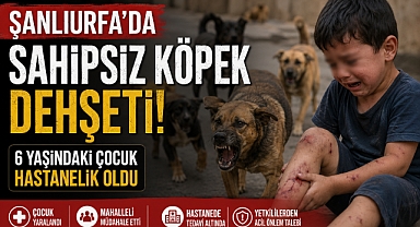 Şanlıurfa'da Sahipsiz Köpek Dehşeti: 6 Yaşındaki Çocuk Hastanelik Oldu