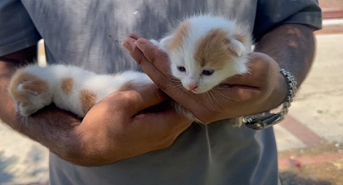 Şanlıurfa’nın 11 Farklı Noktasına 12 Kedi Evi Kuruldu