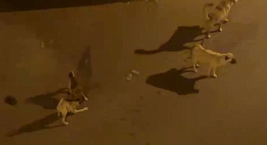Suruç Aligör'de sahipsiz köpek endişesi: Vatandaşlardan kalıcı çözüm çağrısı